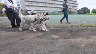 甥っ子さんの方を見る2匹の犬