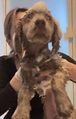 シャンプーされるレアちゃん