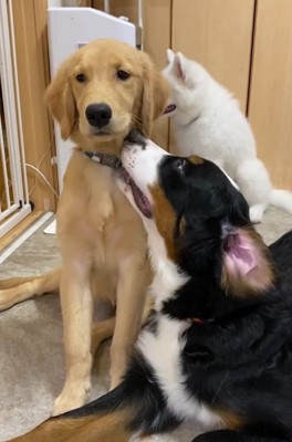 大型犬の首元にもう1頭の大型犬の顔