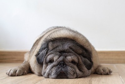 床にふせる太った犬