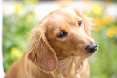 首をかしげる犬の顔のアップ