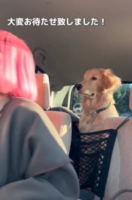 振り返る大型犬