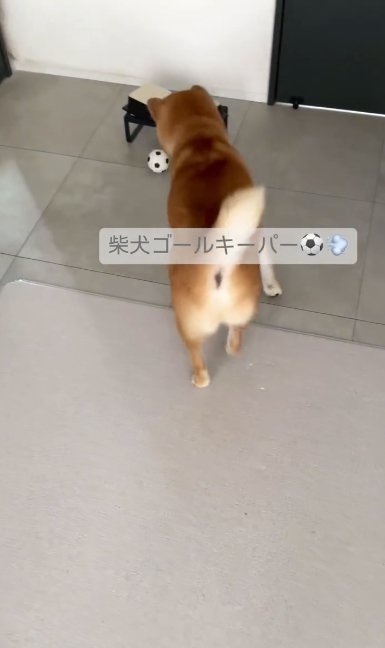 屋内でボール遊びをする柴犬