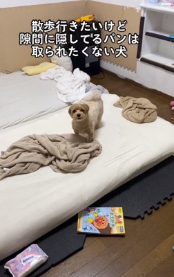 散歩に反応するちくわちゃん
