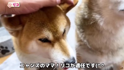 柴犬の女の子リコちゃん