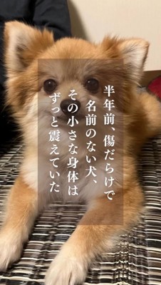 床に座ってカメラを見つめる犬