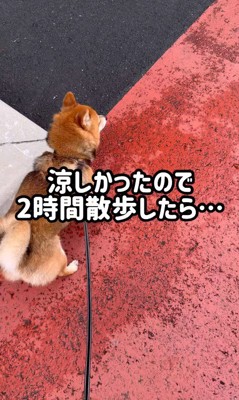 ころくんの喜びの舞