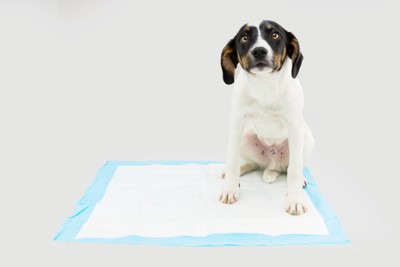 ペットシーツの上に座っている犬