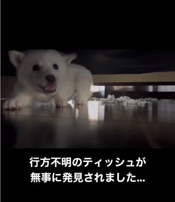 笑いながら歩いてくる白い子犬