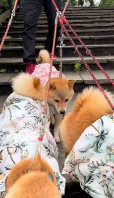 姉犬たちの後ろを歩く豆柴