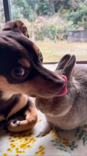 ウサギを舐める犬