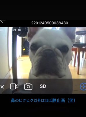 見つめる犬3