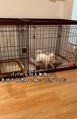 ケージの中のソラくん