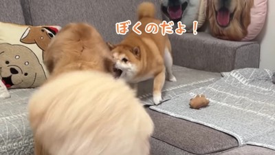 「これは僕のおもちゃ！」