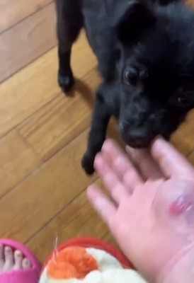 人の手を見つめる犬