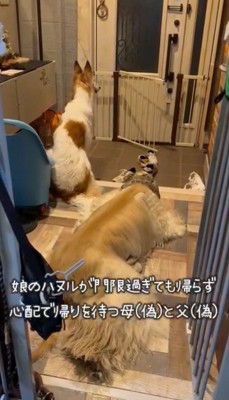 玄関ドアを見つめる2頭の犬