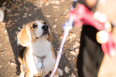 散歩中にお座りして見上げる犬