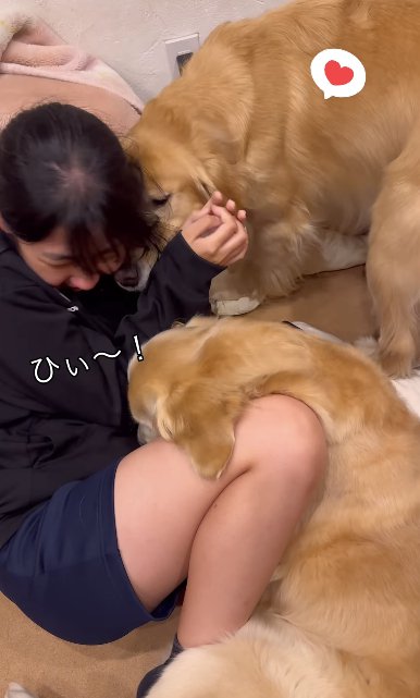 2頭のゴールデンレトリバーに埋もれる女の子