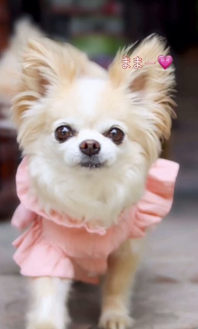 カメラ目線のチワワ