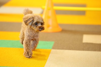 室内で遊ぶトイ・プードル