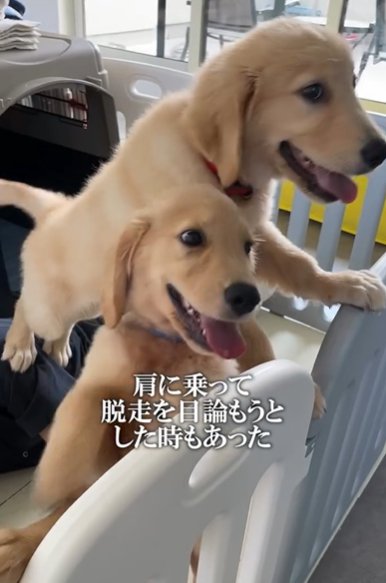 ケージから脱走を試みる2頭のゴールデンレトリバー