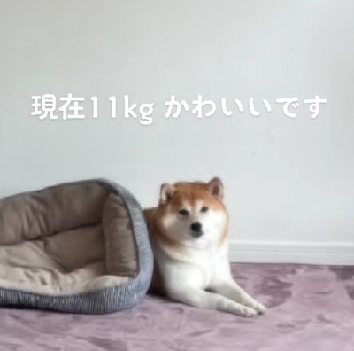 体重11キロのデカワンコに