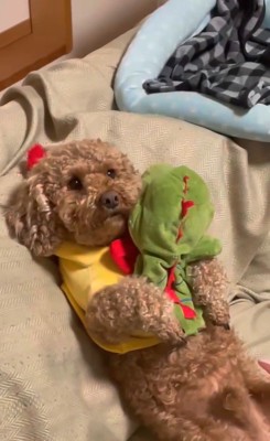 茶々丸くんとおばあちゃん8