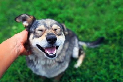 撫でられる笑顔の犬