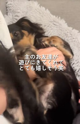 飼い主の友人に甘える小型犬