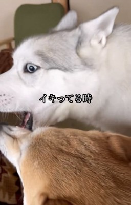 同居犬と顔を寄せ合う犬