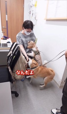 上司に飛びつく2匹の犬