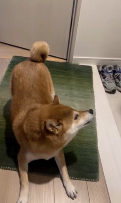 プレイバウからの