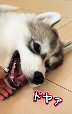 ドヤ顔のパウくん