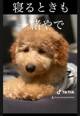 寝るときだって一緒