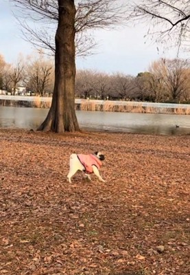 前を向き直す鱈ちゃん