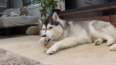 弟のヴァルくん