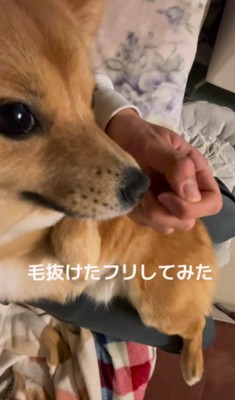 やはり抜け毛が…！