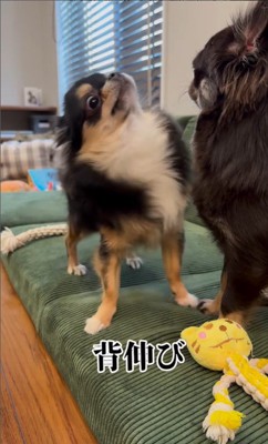 追い詰められたしょうぶ君の行動9