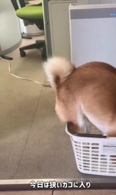 カゴに入るようにもなった