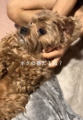 マッサージされる犬