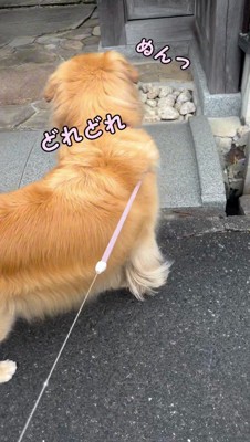 門から家の中を覗く犬