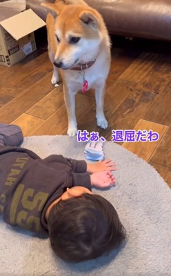 靴下を落としたおいもちゃん