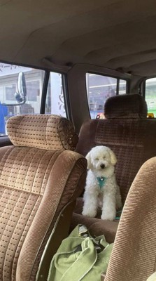 車の座席に乗って目を細める犬