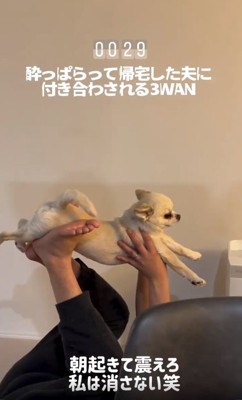 スーパーマンのようなとうふくん