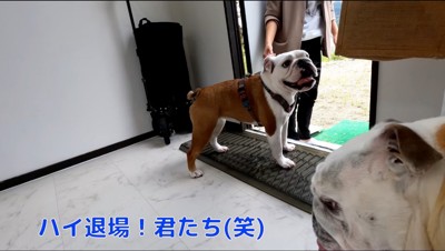 建物から出て行こうとする犬