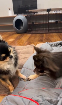 よもぎ君VSしょうぶ君の喧嘩3