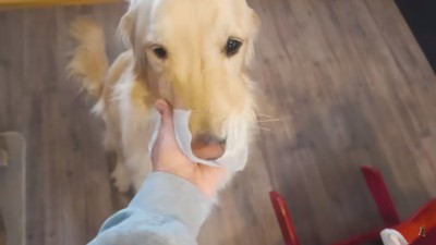 顔を拭かれるマックスくん