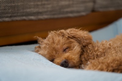寝ているトイプードル