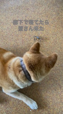 カニを凝視する犬