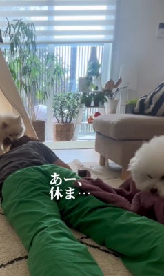 飼い主さんが寝ていた時のエマくん&ハルくん6